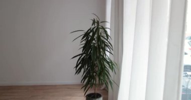 Potted plant infront of window with white background and dark floor. High quality 4k footage