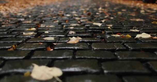 Quickly Exploring Wet Dark Stone Brick Road Orange Autumn Leaves — Vídeo de Stock