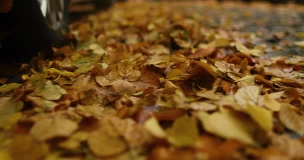 Crossing Dark Brick Road Covered Autumn Leaves Rainy Day High — Vídeo de Stock