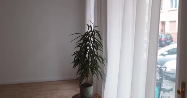 ゆっくりと白い背景と窓の前に家の植物に近づいています 高品質4K映像 — ストック動画
