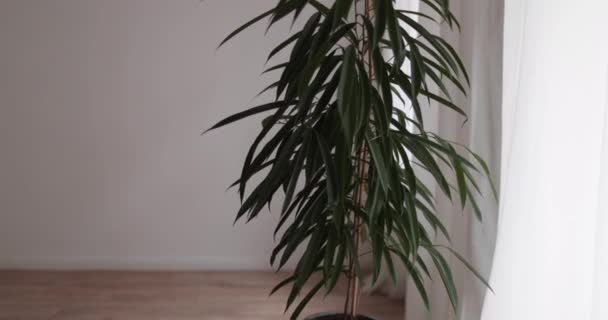 白い背景と木製の床の前に鉢植えの植物を閉じます 高品質4K映像 — ストック動画