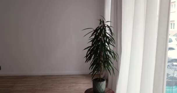 窓の前の装飾的な家庭の植物で 白い背景を閉じます 高品質4K映像 — ストック動画
