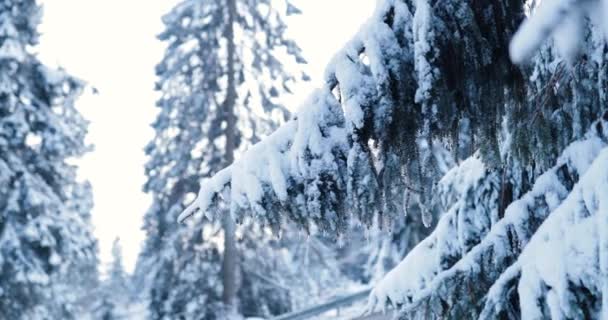 Carro Que Conduz Perto Gelo Congelado Sobre Floresta Profunda Inverno — Vídeo de Stock