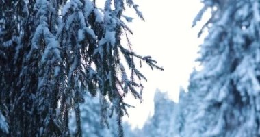 Discovering the enchanting taunus forest, germany after cold winter night. High quality 4k footage