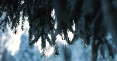 Icy snow forest after freezing temperatures covered in layer of snow. High quality 4k footage