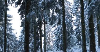 Exploring the snow covered taunus winter forest during icy day with freeze. High quality 4k footage