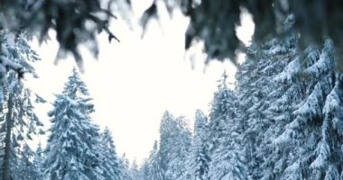 Giant snow covered forest in freezing temperatures in the tall mountains. High quality 4k footage