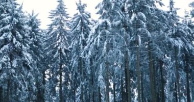 Frosty blue pine winter forest in germany covered in snow and ice. High quality 4k footage