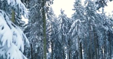 Walking through tall snow covered pine tree taunus forest in germany, cold. High quality 4k footage