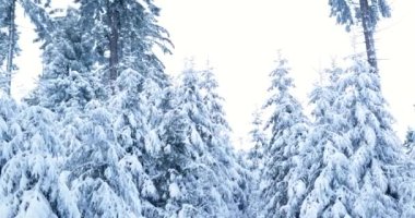 Observing the winter wonderland of snow covered pine trees in germamy. High quality 4k footage