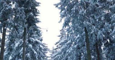 Snow covered woods of germany in deep winter after freezing night. High quality 4k footage