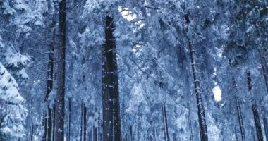 Icy blue frozen over pine tree deep winter forest covered in snow and ice. High quality 4k footage