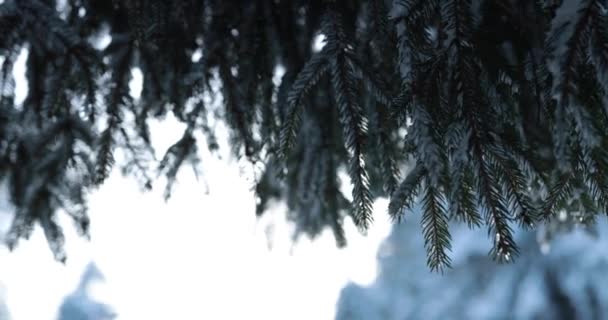 Icicles Melting Frozen Pine Trees Cold Winter Night High Quality — Vídeo de stock