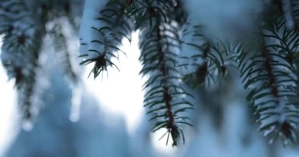 Яскравий Зимовий Ранок Гірському Лісі Германа Кадри Високої Якості — стокове відео