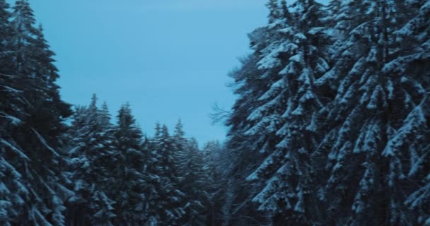 深い山のドイツの森の中で穏やかな冬の夕暮れの朝 高品質4K映像 — ストック動画