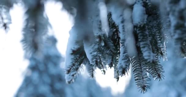Prachtige Winterochtend Besneeuwd Duits Bos Blauwe Achtergrond Hoge Kwaliteit Beeldmateriaal — Stockvideo