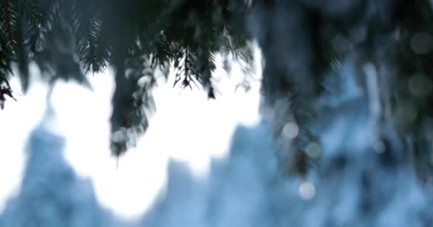 Чарівний Гірський Ліс Під Час Яскравого Зимового Дня Після Холодної — стокове відео
