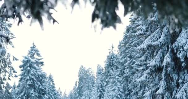 Melting Snow Deep Winter Forest Freezing Night Cold Mountains High — Vídeos de Stock