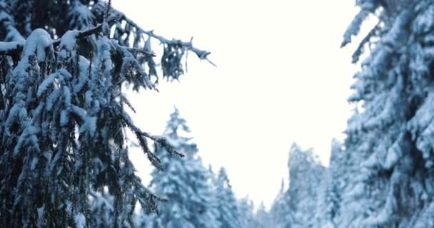 Exploring Snow Covered Taunus Forest Germany Blue Background High Quality — Stockvideo