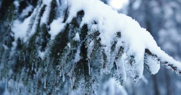 Zoomare Neve Ghiaccio Coperto Ramo Pino Dopo Congelamento Invernale Filmati — Video Stock