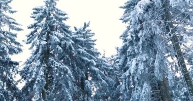 Looking up at snow covered tall pine trees in icy frosty winter forest. High quality 4k footage