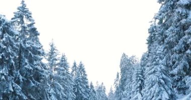 Kar, kışın ortasında Noel ağacı ormanını kapladı. Yüksek kalite 4k görüntü