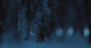 Discovering the rising sun behind treeline in dark winter forest. High quality 4k footage