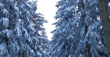 Frosty woods of taunus germany snow covered middle of winter, background. High quality 4k footage