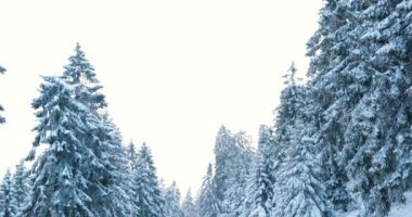 Discovering the bright morning dusk in a deep frozen blue winter forest. High quality 4k footage