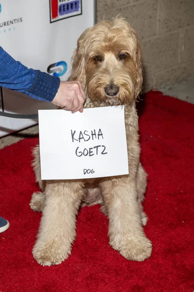 Dog Kasha Goetzは ロサンゼルスのターゲットショッピングでAvaのハート財団に利益をもたらすためにSuzanne Delaurentiis Productionsショッピングイベントに出席しています カリフォルニア州 11月 2023 — ストック写真