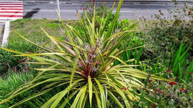 Güney Dracaena 'nın büyük bir çalısı şehrin çiçek tarlalarındaki diğer bitkiler arasında parıldıyor.