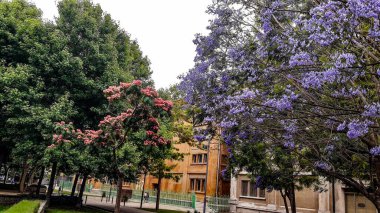 Yazın ortasında şehir parkında çok renkli kır çiçekleri.