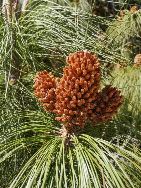 young pine cones growing on a pine branch from a single bunch