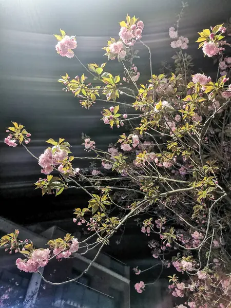 branch of beautiful pink flowers on the background in the rays of light