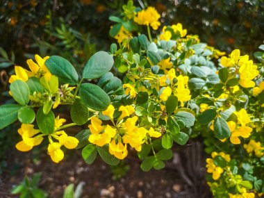 Yeşil yaprakları ve küçük sarı çiçekleri olan güzel bir dal