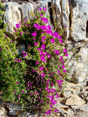Parktaki taş bir duvar boyunca parlak mor çiçekler kümelerde asılı.