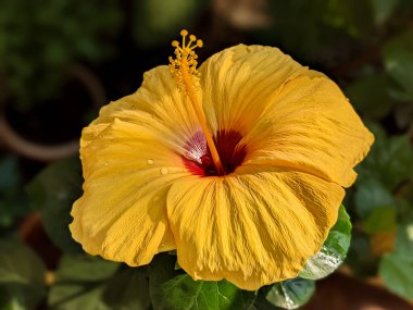 Yeşil Yapraklar Arkaplanlı Canlı Sarı Hibiscus Çiçeği