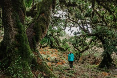 Sporty girl walking in Fanal forest,Madeira,Portugal.Protected landscape,old laurel and cedar trees,green lush nature.Picturesque path,hiking in wild.Happy woman outdoors.Adventure wellbeing concept.