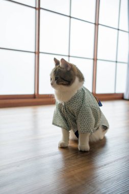 İskoç kedisiyle seyahat konsepti Japon tarzı kumaş giyer.