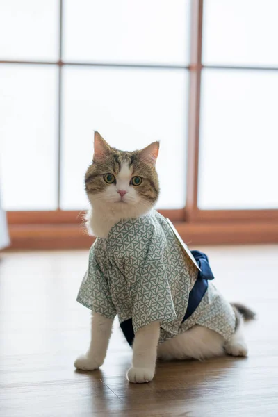 Японская Концепция Путешествия Шотландской Кошки Носить Японский Стиль Ткани — стоковое фото