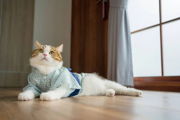 スコットランドの猫と日本旅行のコンセプトは日本のスタイルの布を着る — ストック写真