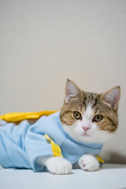 scottish cat clothing blue shirt with copy space background