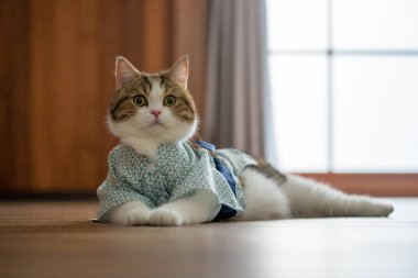 İskoç kedisiyle seyahat konsepti Japon tarzı kumaş giyer.