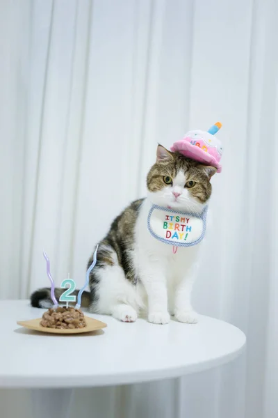 Scottish Tabby Cat Birthday Party — Stok fotoğraf