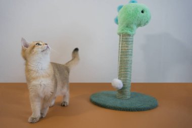 indoor play time for gold british cat kitten with white background