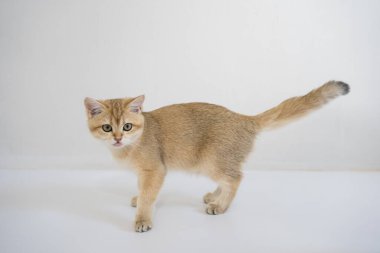 indoor play time for gold british cat kitten with white background