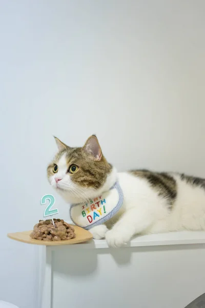 誕生日会でのスコットランドのタビー猫 — ストック写真