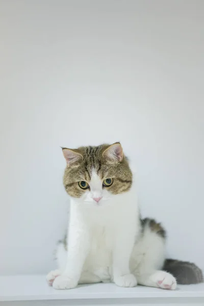 Scottish Tabby Cat Isit Table White Isolated Background — 图库照片
