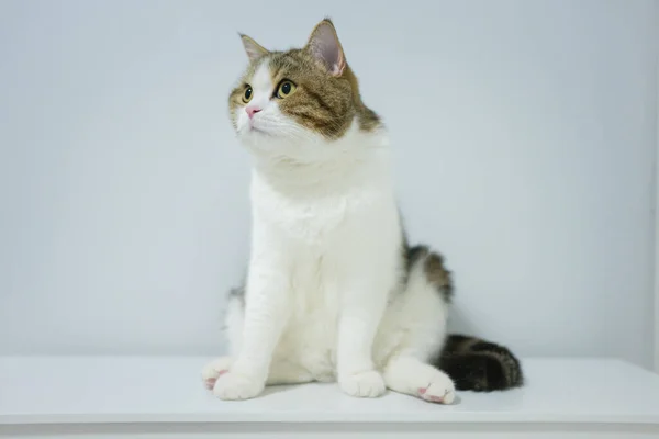Scottish Tabby Cat Isit Στο Τραπέζι Λευκό Απομονωμένο Φόντο — Φωτογραφία Αρχείου