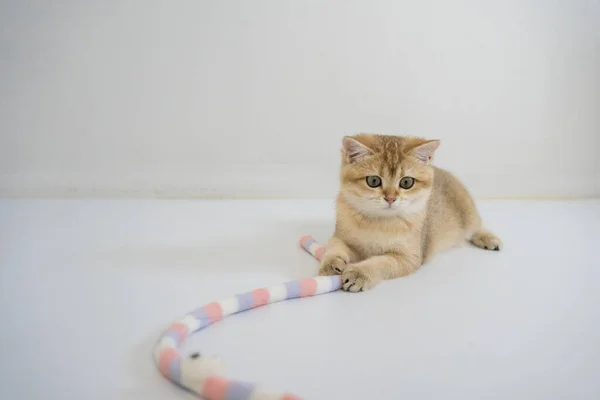 indoor play time for gold british cat kitten with white background